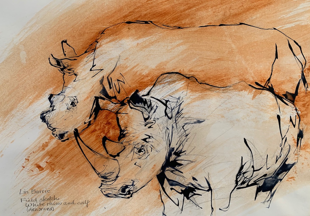 Lin Barrie: White Rhino And Calf
